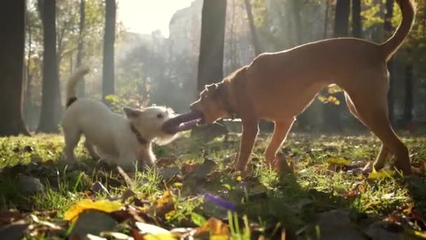 Δύο σκυλιά τραβάνε ο ένας τον άλλο παιχνίδι στο πάρκο την ηλιόλουστη μέρα. Ευρεία άποψη — Αρχείο Βίντεο