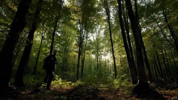 Homem com mochila andando por árvores altas na floresta. — Vídeo de Stock