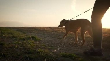 Kapatın. Park ormanında köpeğini gezdiren kadın ayakları. seyahat konsepti. Yavaş çekim