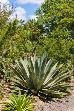  Çöldeki Yucca bitkisinin manzarası