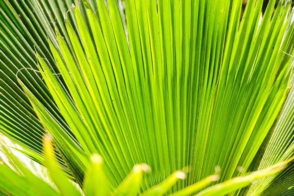 Bright juicy exotic tropical greens in the jungle forest, sunlight on the palm leaf. Close up view. — Stock Photo, Image