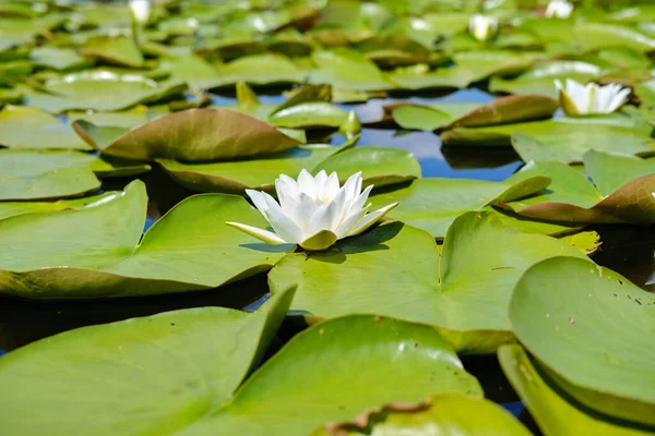 Primer plano de la ondulante flor blanca del nenúfar flotando en el lago Versión 7 — Foto de Stock