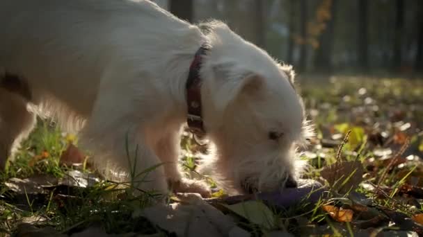 Pet σκυλί Jack Russell, παίζει με έναν έλικα στο πάρκο στο φως του ήλιου. Κοντινό πλάνο — Αρχείο Βίντεο