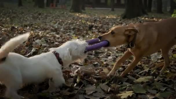 Two dogs pull puller each others toy in park on sunny day. Slow motion — Stock Video