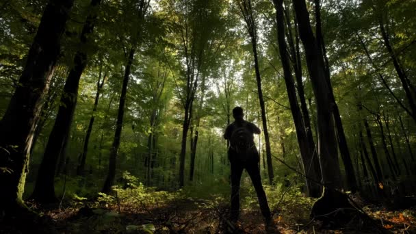 Mann mit Rucksack läuft durch hohe Bäume im Wald. Weitschuss — Stockvideo