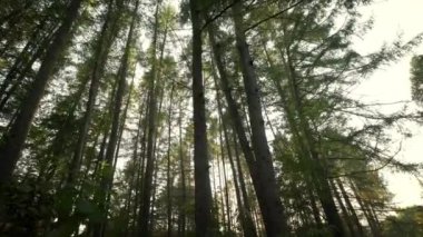 Doğadaki yeşil ormandaki çam ağaçlarının alt manzarası. Kamerayı çek. Geniş görünüm