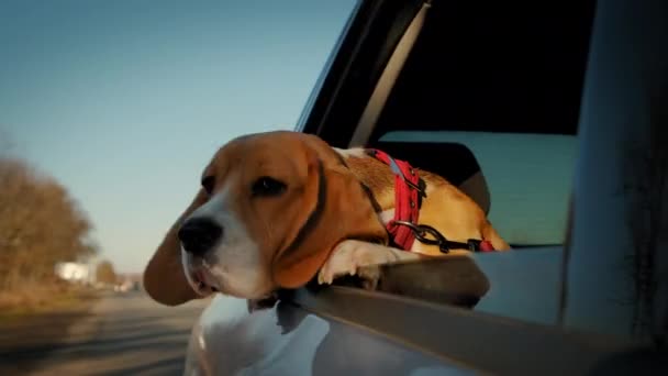 En cámara lenta. Un curioso perro beagle mira por la ventana del coche, que atraviesa un pequeño pueblo. — Vídeos de Stock