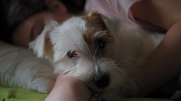 Μια έφηβη κοιμάται με το σκύλο της Τζακ Ράσελ Τεριέ στο κρεβάτι. . φιλία των παιδιών και των κατοικίδιων ζώων τους. Κλείσιμο βίντεο — Αρχείο Βίντεο