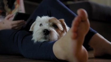 Genç kız köpeği Jack Russell Terrier ile yerde oturuyor ve akıllı bir telefon üzerinde çalışıyor.