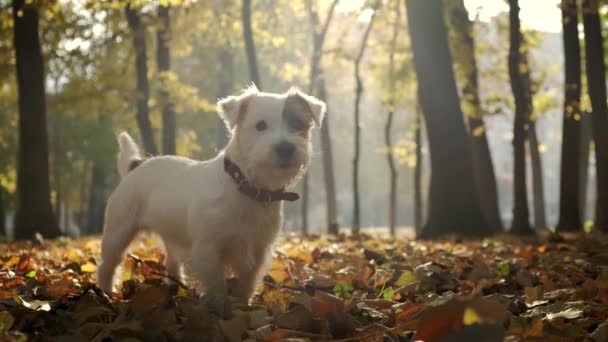 Portret Pet dog Jack Russell nel parco sotto le luci del sole — Video Stock