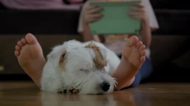 Genç kız köpeği Jack Russell Terrier ile yerde oturuyor ve akıllı telefon üzerinde çalışıyor, tablet. Görüntüyü kapat.