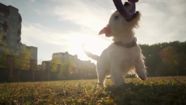 สุนัขสัตว์เลี้ยง แจ็ค รัสเซล เล่นกับเครื่องดึง ในสวนสาธารณะในแสงแดด ปิดภาพ — วีดีโอสต็อก