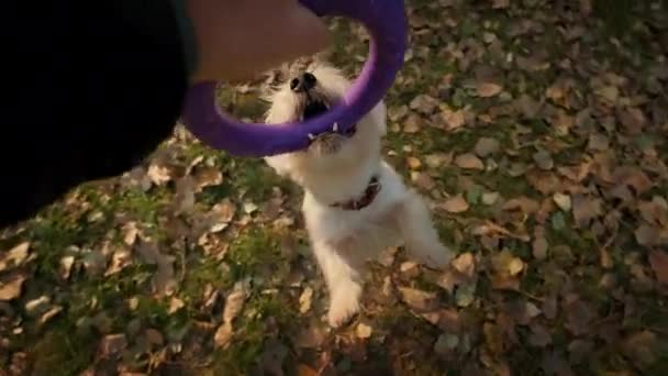 The man is playing with her Jack Russell, pulling a puller. Slow motion — Stock Video
