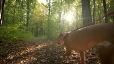 Park ormanında köpeğini gezdiren kadın ayakları. seyahat konsepti. Geniş çekim görüntüleri