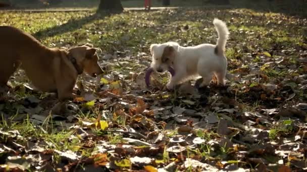 To hunde trækker hinanden legetøj i parken på solskinsdag. Optagelser med langsom bevægelse – Stock-video