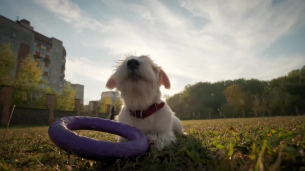 Close up shot de câine de companie Jack Russell, jucându-se cu un trăgător în parc în lumina soarelui. — Videoclip de stoc