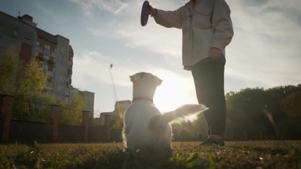 The girl is playing with her Jack Russell, throws a puller. Slow motion — Stock Video