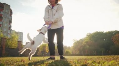 Kız Jack Russell 'ıyla oynuyor, çekiçle oynuyor. Yavaş çekim