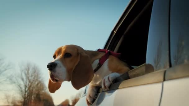 Beagle cão olha para fora da janela do carro, que monta na estrada rural. Movimento lento — Vídeo de Stock