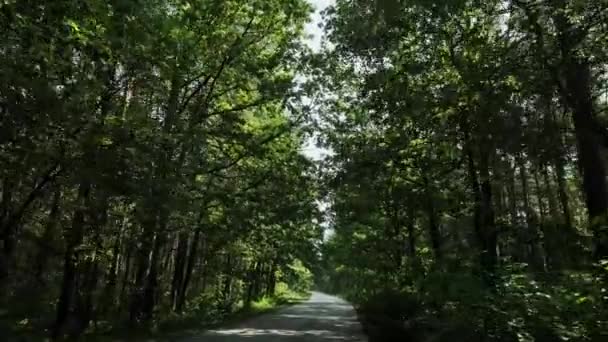 자동차는 파인 숲을 지나는 길에 있습니다. 광시야 영상 — 비디오