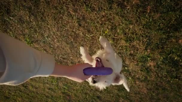 The girl is playing with her Jack Russell, throws a puller. Slow motion — Stock Video