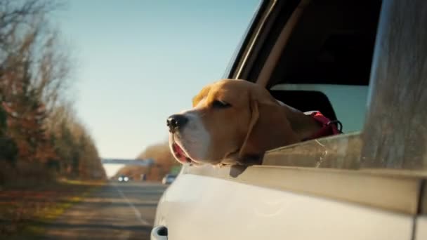 Beagle dog kijkt uit het autoraam, dat over de landelijke weg rijdt. Slow motion shot — Stockvideo