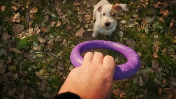 POV view of The man is playing with her Jack Russell, pulling a puller. Slow motion — Stock Video