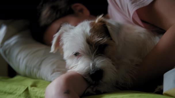 Seorang gadis remaja tidur dengan anjing Jack Russell Terrier di tempat tidur. .. persahabatan anak-anak dan hewan peliharaan mereka. Tutup tampilan cuplikan — Stok Video