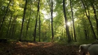 Park ormanında köpeği gezdiren kadın. seyahat konsepti. Geniş açı