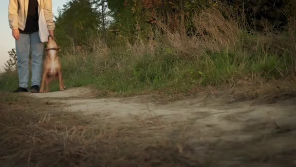 Unga kvinna fötter rastar hunden i parken skogen. resekoncept. Slow motion view — Stockvideo