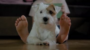 Genç bir kız köpeği Jack Russell Terrier ile yerde oturuyor ve akıllı telefon üzerinde çalışıyor. Tablet Köpek kameraya bakıyor. Görüntüleri kapat