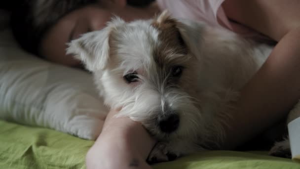 Seorang gadis remaja tidur dengan anjing Jack Russell Terrier di tempat tidur. .. persahabatan anak-anak dan hewan peliharaan mereka. Tutup tampilan cuplikan — Stok Video