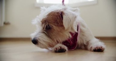Şirin köpek Jack Russell Terrier 'ın yerde yatıp rahatlamasını yakından izle..