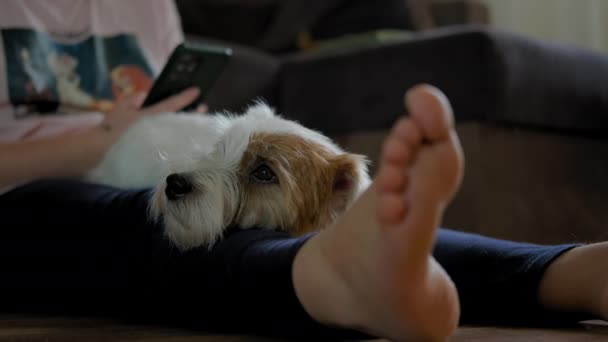 特写年轻女孩和她的狗杰克罗素特里耶坐在地板上，在智能手机平板电脑上工作的镜头 — 图库视频影像
