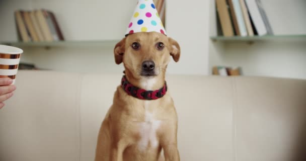 Familia tânără cu câinele sărbătorește petrecerea de ziua de naștere acasă. Noroc. Close up — Videoclip de stoc