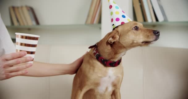 Joven familia con su perro celebrar la fiesta de cumpleaños en casa. ¡Salud! Primer plano de las imágenes — Vídeo de stock