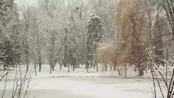 La nieve cae sobre las ramas de los árboles en el parque de la ciudad. Movimiento lento — Vídeos de Stock