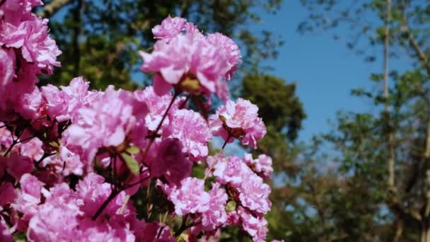 Large bush with red blooming flowers in the garden. Move camera footage — Stockvideo