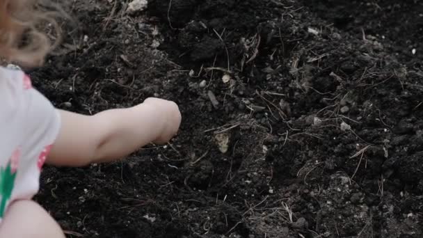 Niña plantas flores semillas. cubierto de tierra. De cerca. — Vídeos de Stock