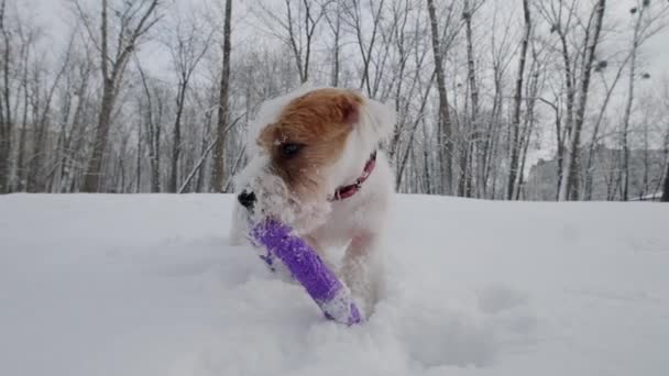 Pet dog Jack Russell, playing with a puller in the park in the winter day — Video