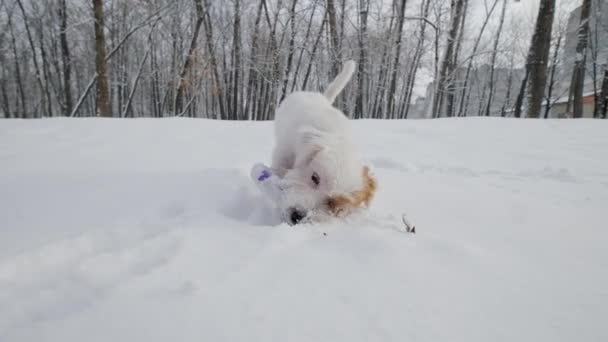 Pet σκυλί Jack Russell, παίζει με έναν έλικα στο πάρκο κατά τη διάρκεια της ημέρας του χειμώνα. Κλείσε. — Αρχείο Βίντεο