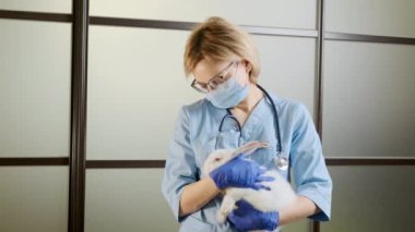 Kollarında beyaz bir tavşan tutan kadın doktor, tam bir hayvan muayenesi.. 