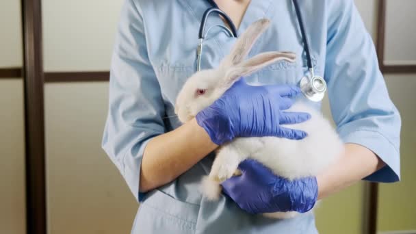 Female doctor holding a white rabbit in her arms,, complete pet physical checkup. Close up — Stock video