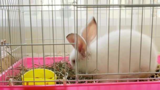 White bunny rabbit laying in his cage at home — Wideo stockowe