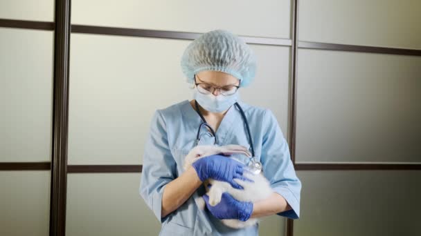 Dokter wanita memegang kelinci putih di lengannya, pemeriksaan fisik hewan peliharaan lengkap. Tembakan lebar — Stok Video