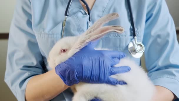Γυναίκα γιατρός κρατώντας ένα λευκό κουνέλι στην αγκαλιά της,, πλήρη κατοικίδιο ζώο σωματικού ελέγχου. Κλείσιμο βίντεο — Αρχείο Βίντεο