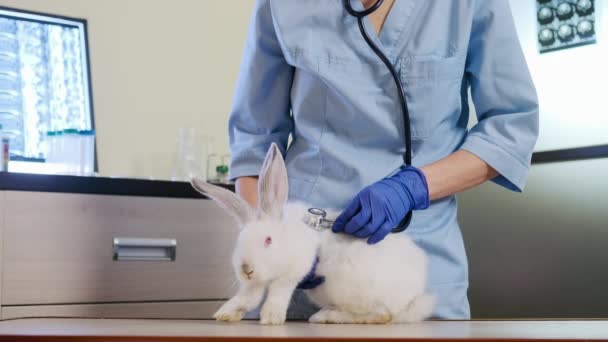 Female doctor with a stethoscope checks the health of the rabbit — Stockvideo