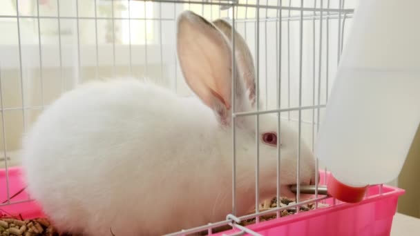 White bunny rabbit laying in his cage and drink water — Stock Video