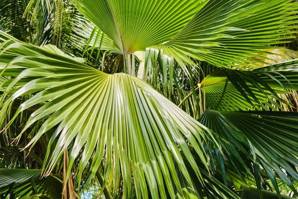 Bright juicy exotic tropical greens in the jungle forest, sunlight on the palm leaf. Wide view — Fotografia de Stock