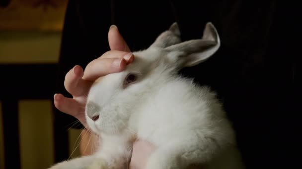 Жінка сидить на стільці і погладжує білого кролика вдома Крупним планом — стокове відео